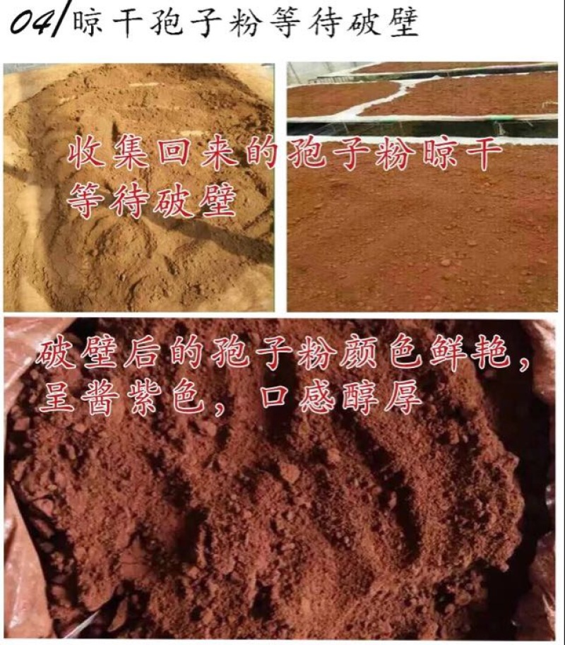 灵芝孢子粉8公分以下