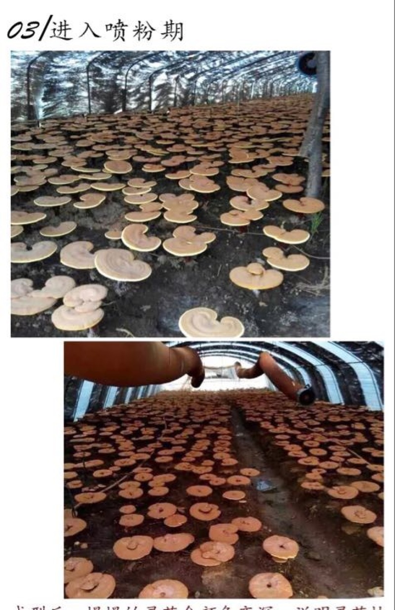 灵芝孢子粉8公分以下