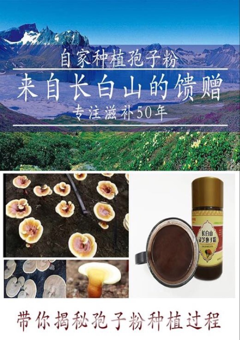 灵芝孢子粉8公分以下