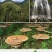 灵芝孢子粉8公分以下