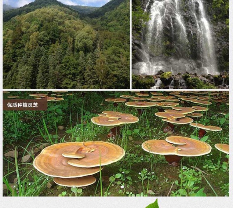 灵芝孢子粉8公分以下