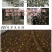 灵芝孢子粉8公分以下