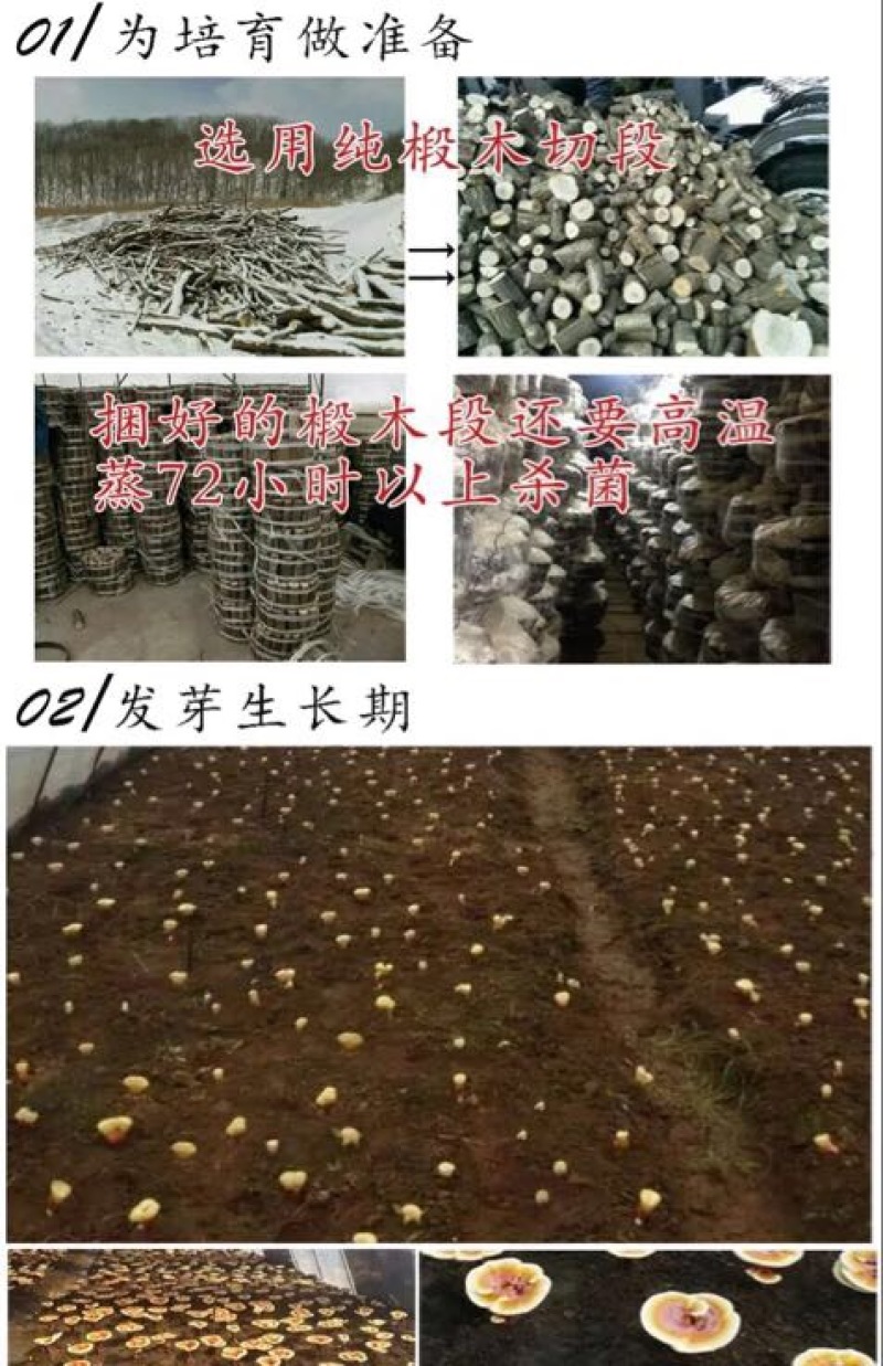 灵芝孢子粉8公分以下
