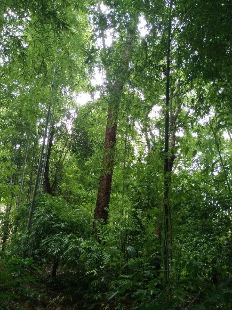 红油香椿