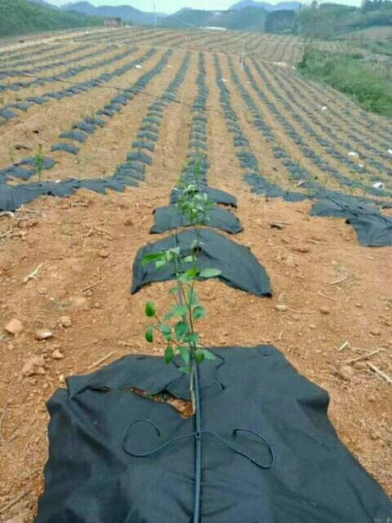 单张防草地布