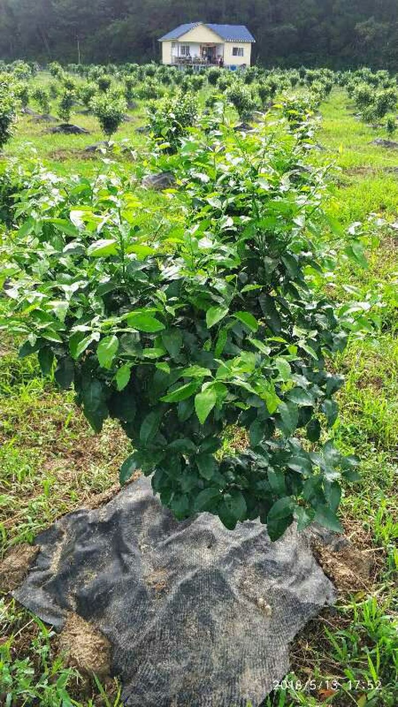 单张防草地布