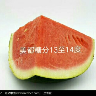 东台西瓜原产地农场瓜