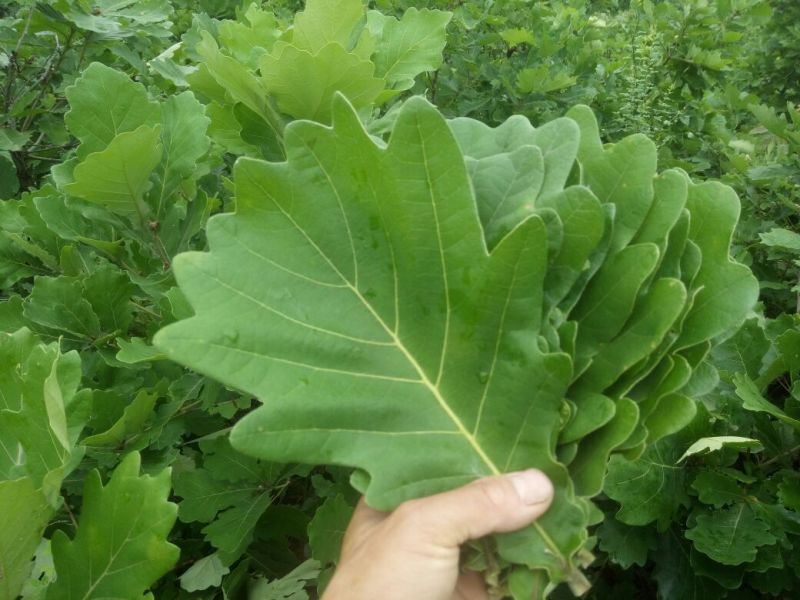 槲叶圆粽叶鲜叶干叶河南南召县产地直销代办装车量多价优