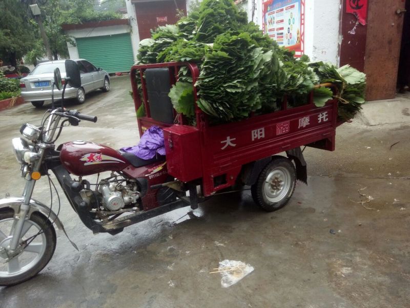 槲叶圆粽叶鲜叶干叶河南南召县产地直销代办装车量多价优