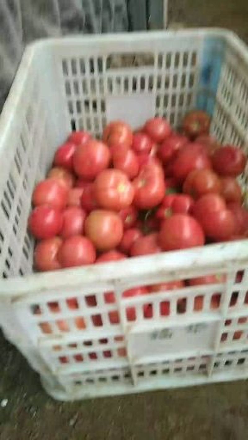 黄瓜西红柿一起出售。。