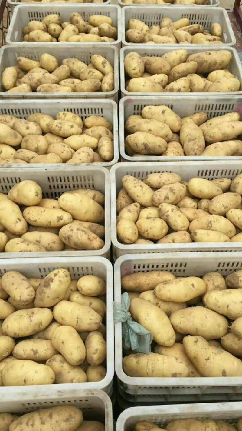 山东产地优质新荷兰十五土豆/大量批发/货源充足