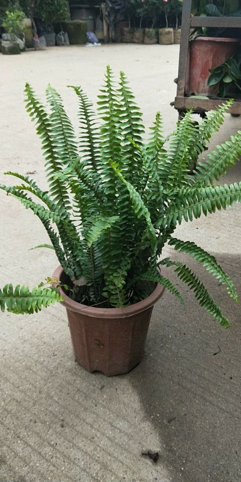 肾蕨
