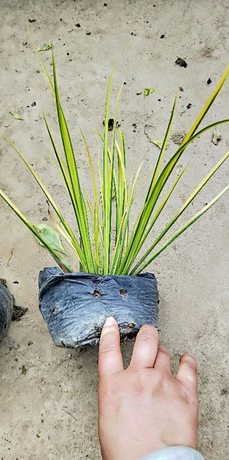 各种绿化工程盆栽