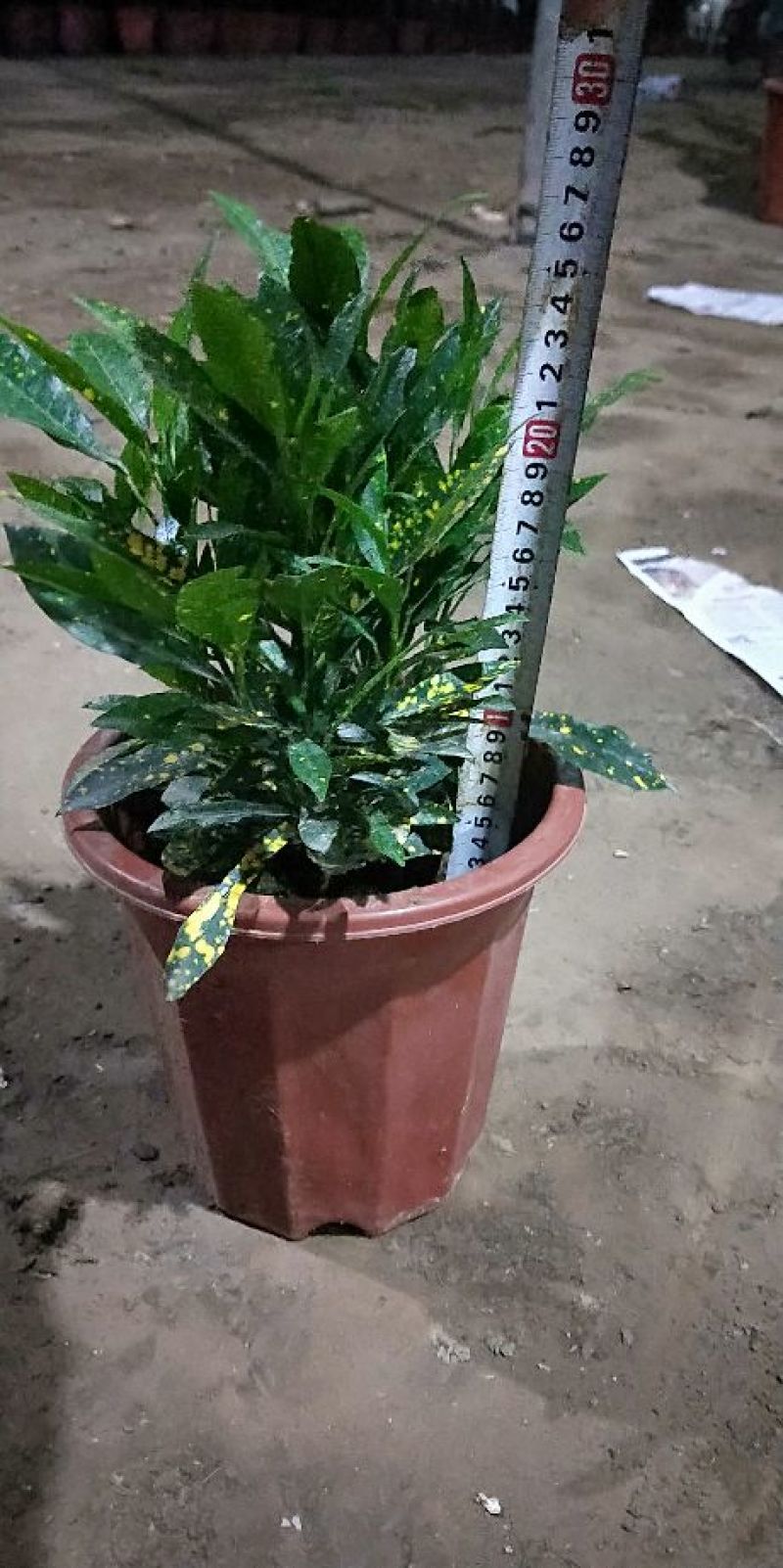 各种绿化工程盆栽
