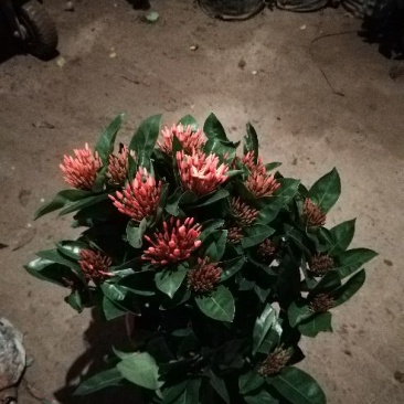 各种绿化工程盆栽