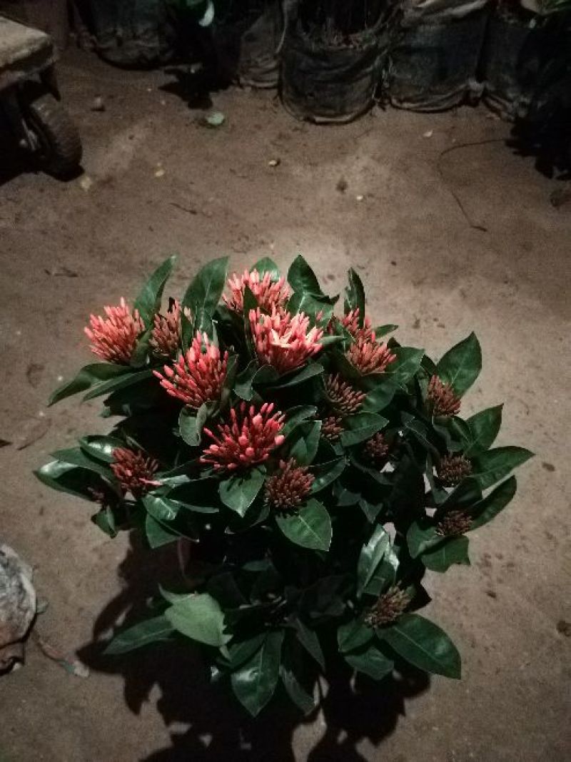 各种绿化工程盆栽