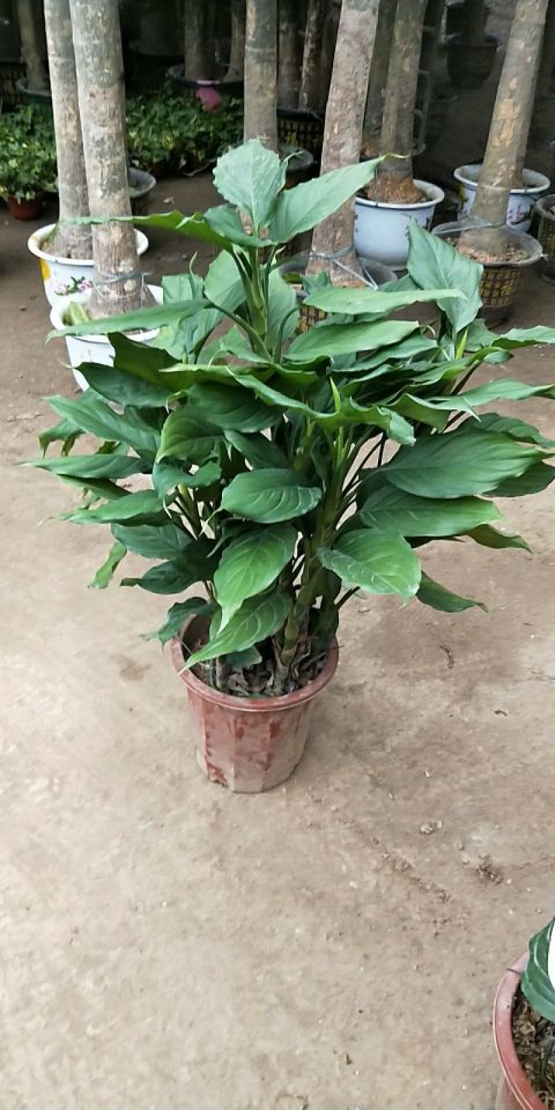 各种绿化工程盆栽