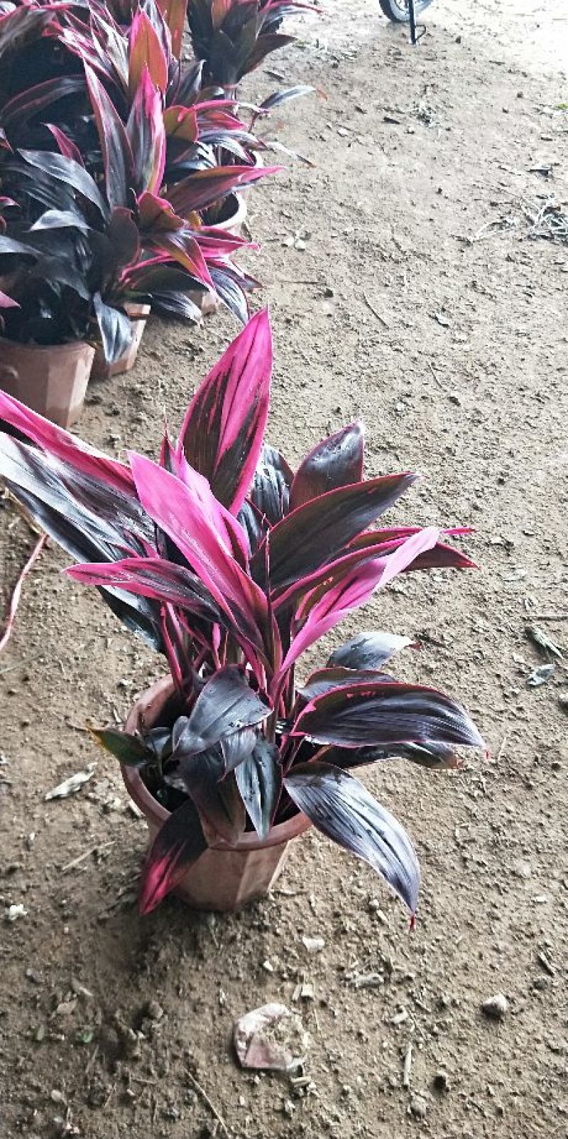 各种绿化工程盆栽