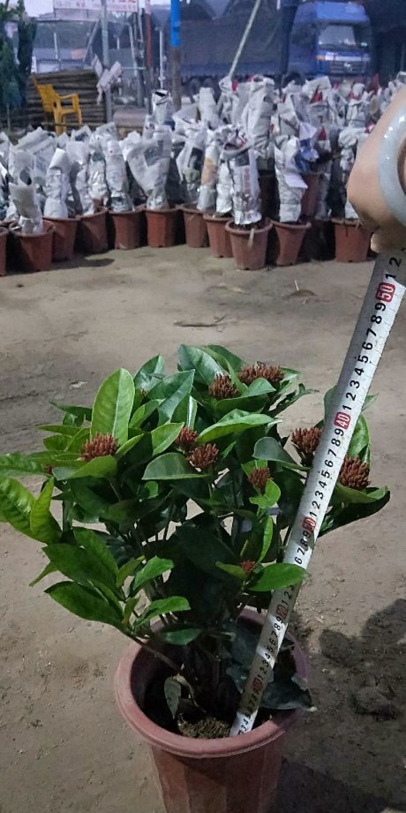各种绿化工程盆栽