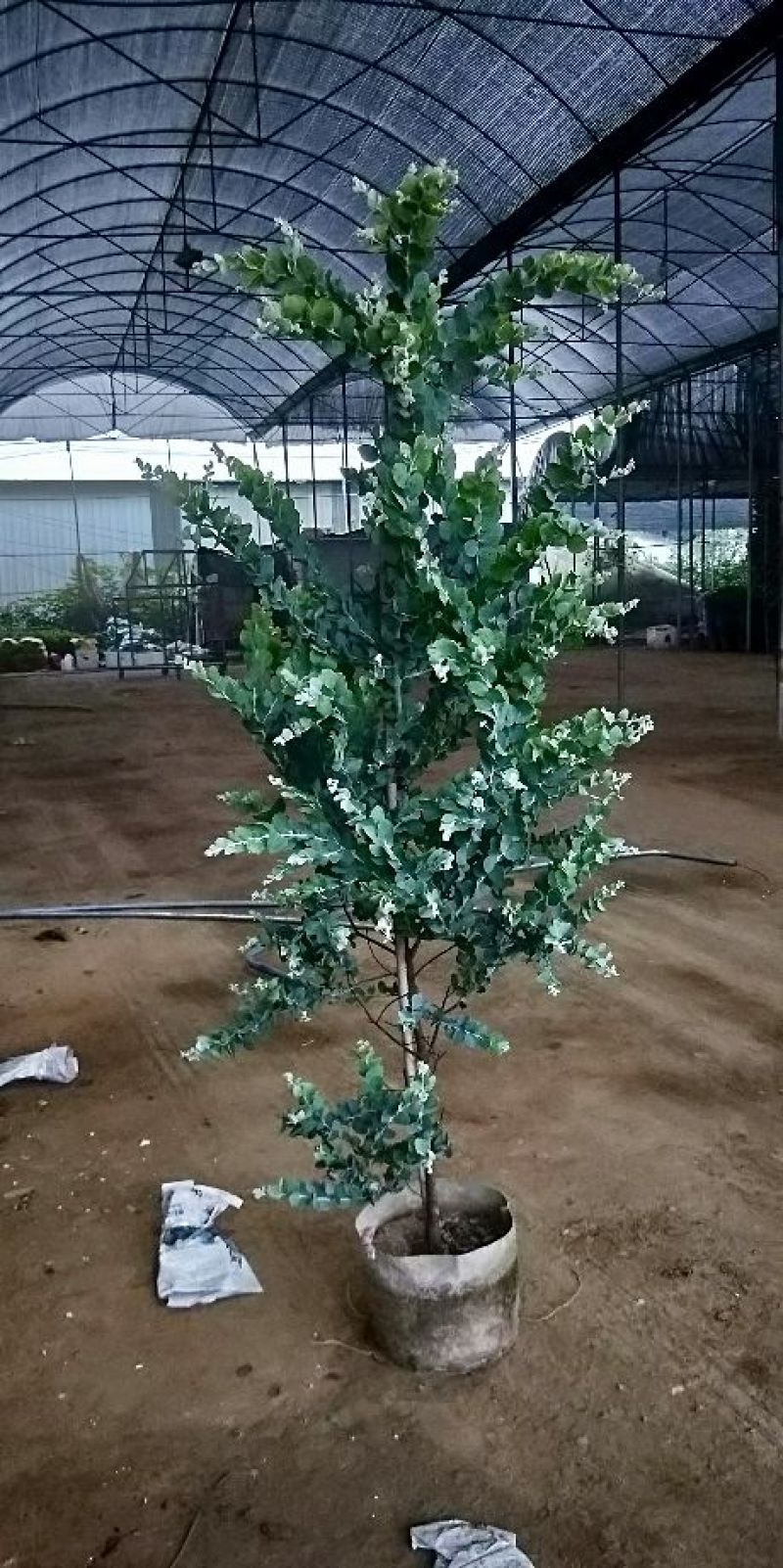 各种绿化工程盆栽