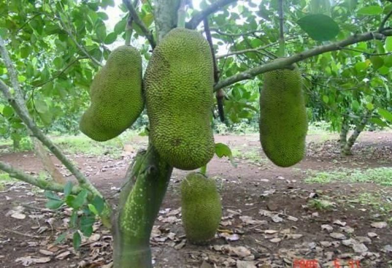 菠萝蜜新鲜种子嫁接苗大量供应