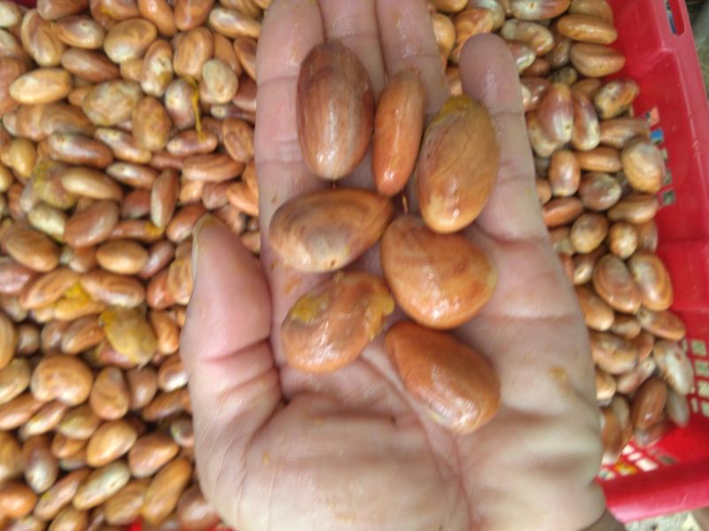 菠萝蜜新鲜种子嫁接苗大量供应