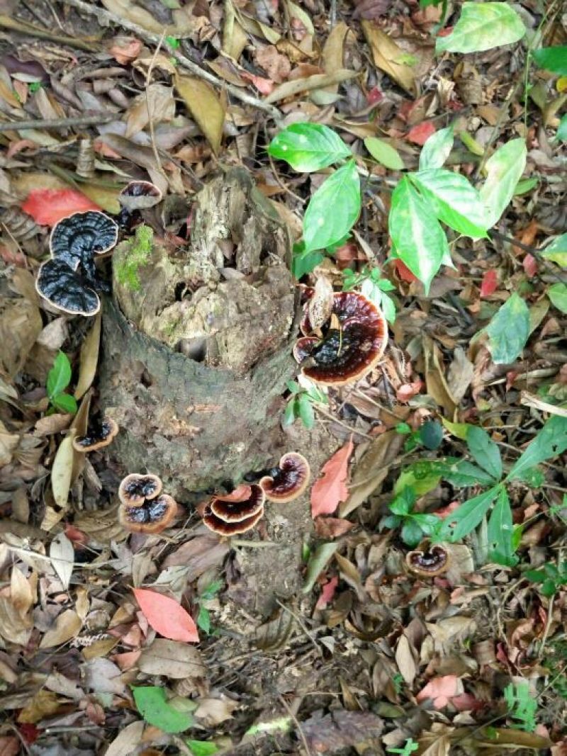 山色峪灵芝十万大山野生黑灵芝