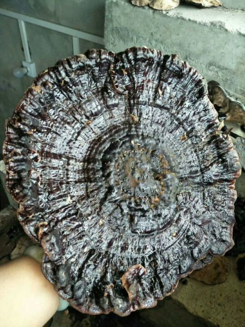 山色峪灵芝十万大山野生黑灵芝
