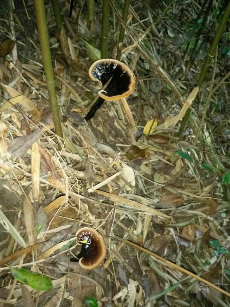 山色峪灵芝十万大山野生黑灵芝
