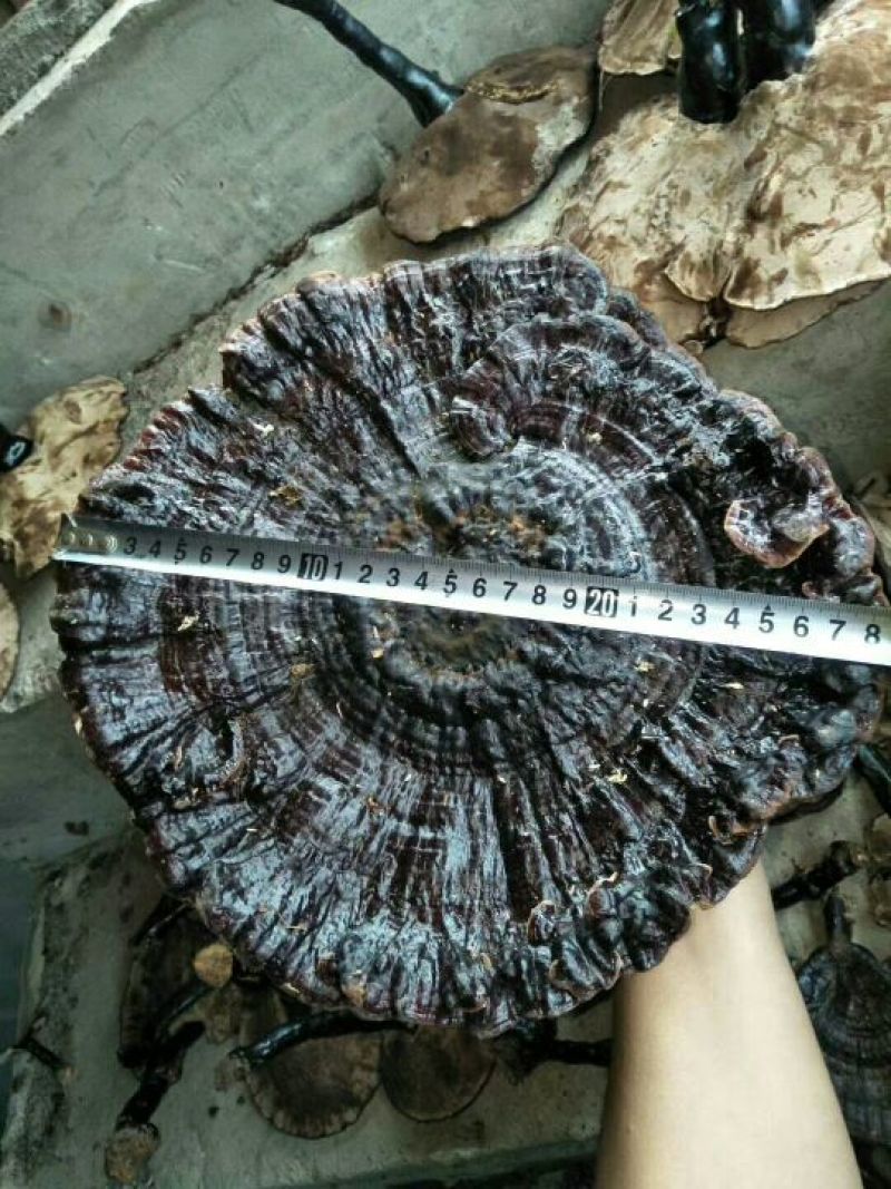 山色峪灵芝十万大山野生黑灵芝