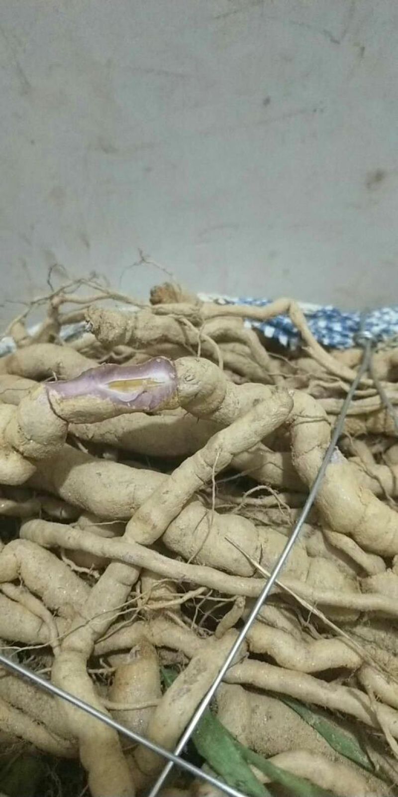巴戟天一级