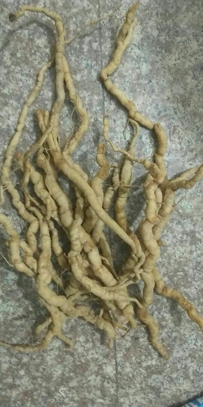 巴戟天一级