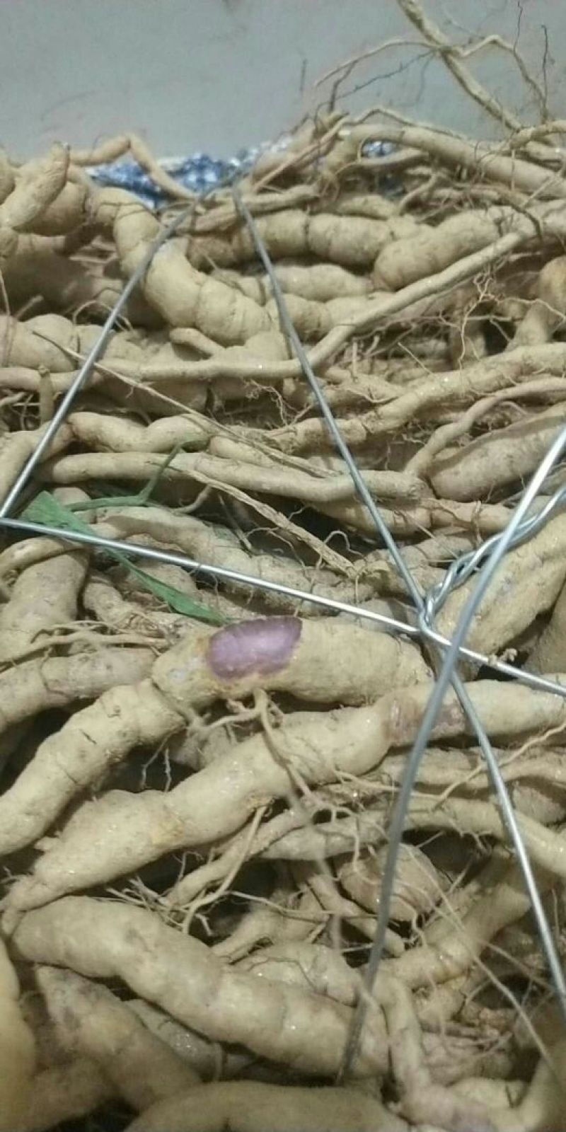 巴戟天一级