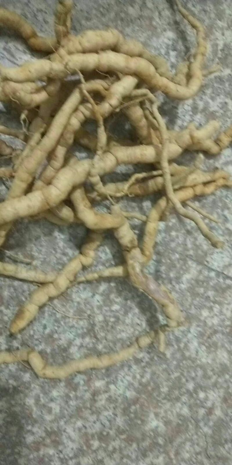 巴戟天一级