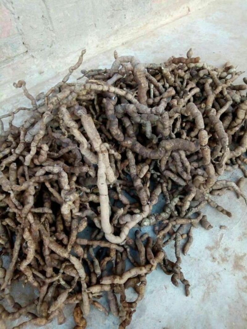 巴戟天一级