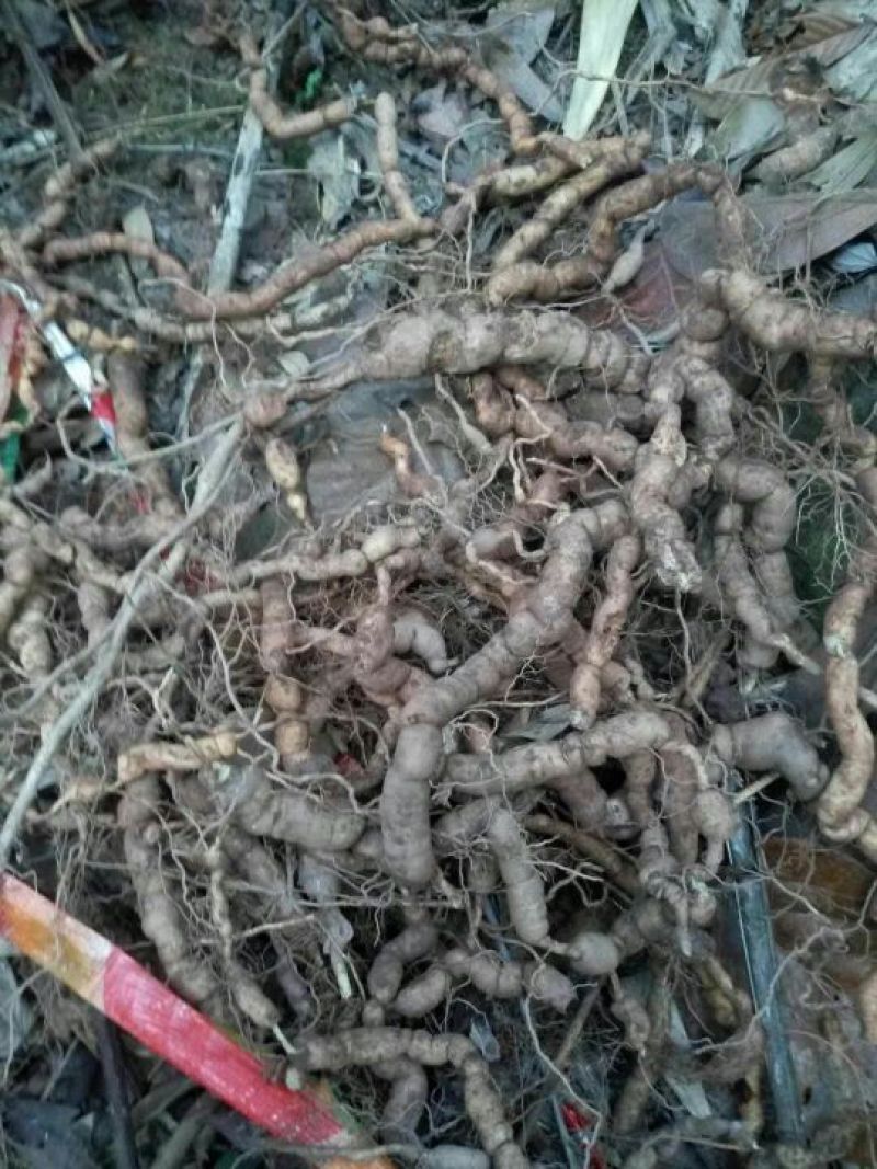 巴戟天一级