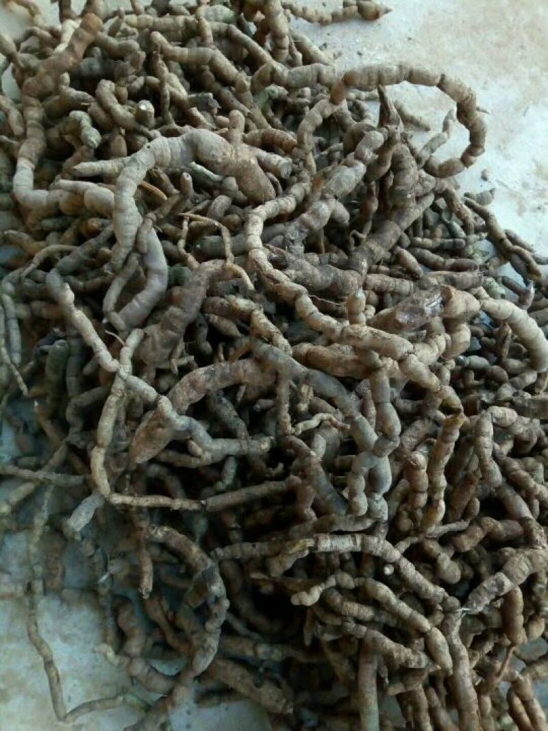 巴戟天一级