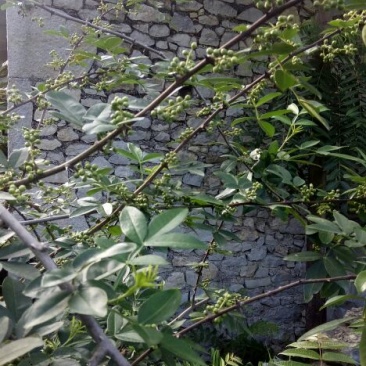 贵州花椒
