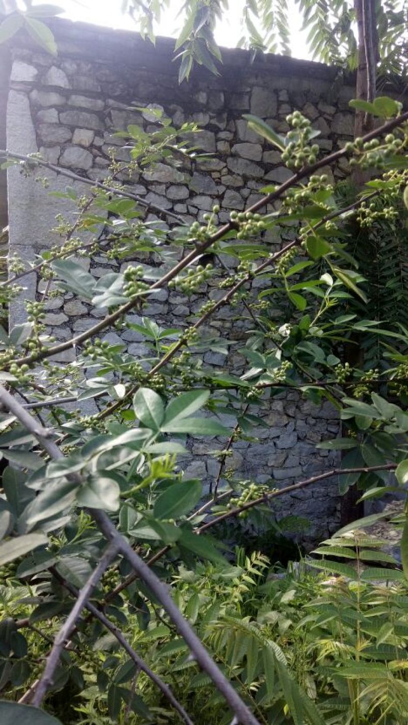 贵州花椒