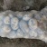 华州精品土豆沃土，颜色光亮，皮毛光无虫眼，是饭桌上的美