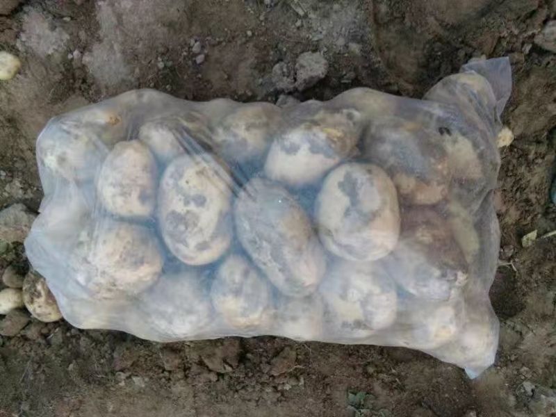 华州精品土豆沃土，颜色光亮，皮毛光无虫眼，是饭桌上的美