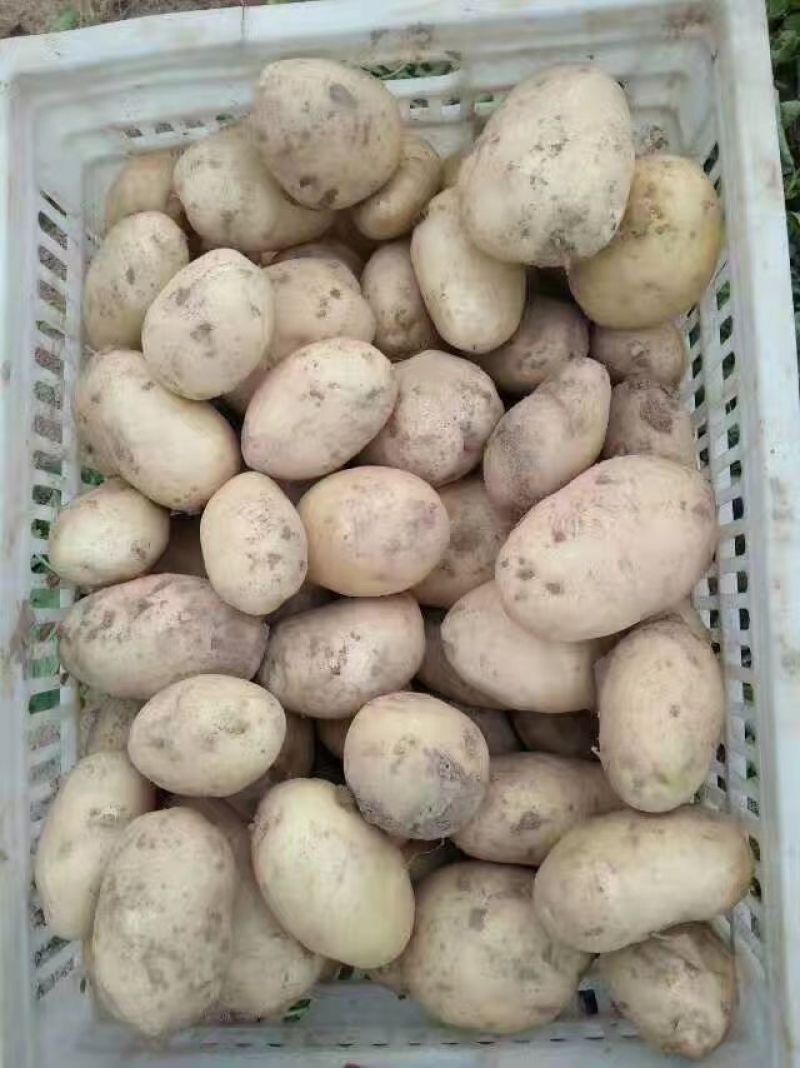 华州精品土豆沃土，颜色光亮，皮毛光无虫眼，是饭桌上的美