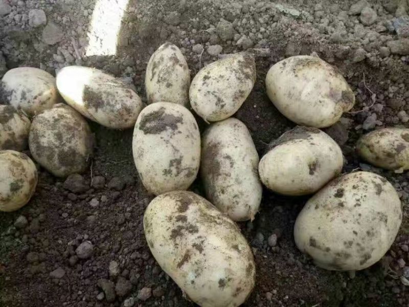 华州精品土豆沃土，颜色光亮，皮毛光无虫眼，是饭桌上的美