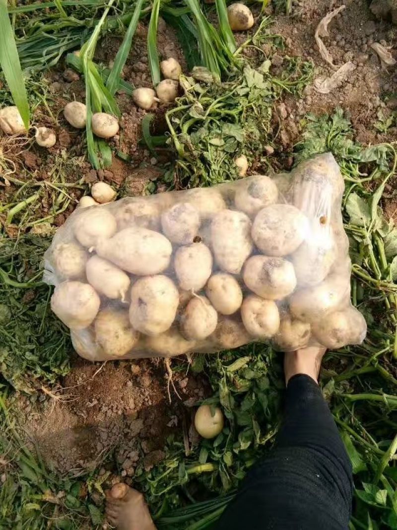 华州精品土豆沃土，颜色光亮，皮毛光无虫眼，是饭桌上的美