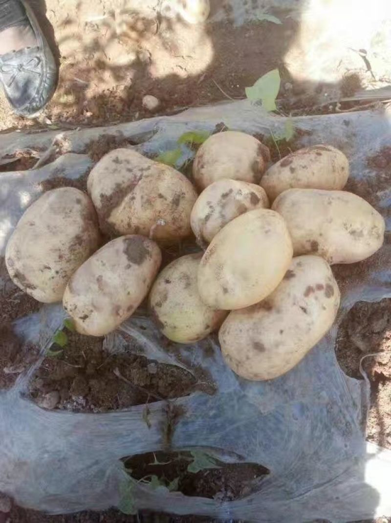 华州精品土豆沃土，颜色光亮，皮毛光无虫眼，是饭桌上的美