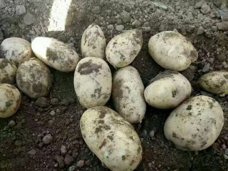 华州精品土豆沃土，颜色光亮，皮毛光无虫眼，是饭桌上的美