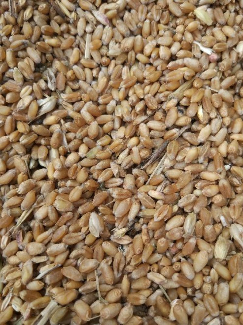 新小麦，河南优质小麦，量大价格优惠，代办火车运输