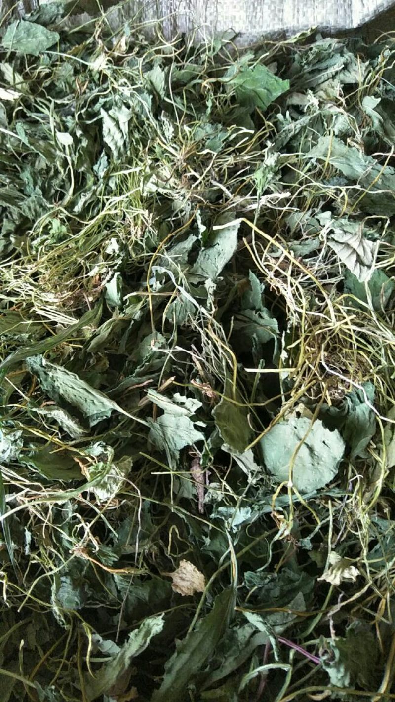 药用紫花地丁