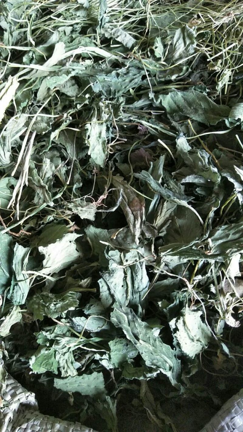 药用紫花地丁