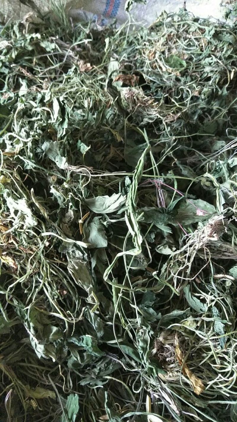药用紫花地丁